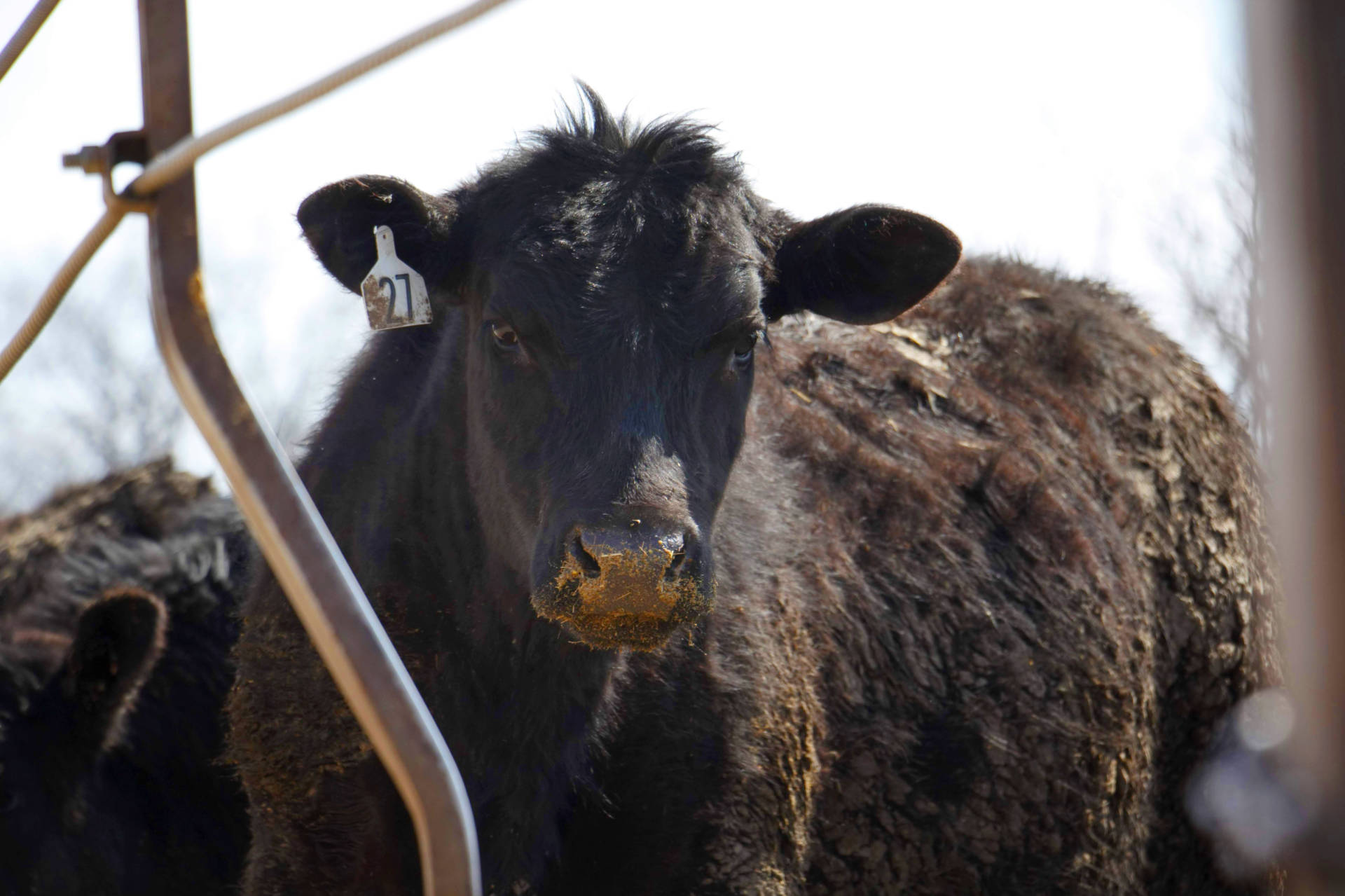 At Corrin Farms, near Neola, Iowa, the cattle aren't fed antibiotics to control liver abscesses.