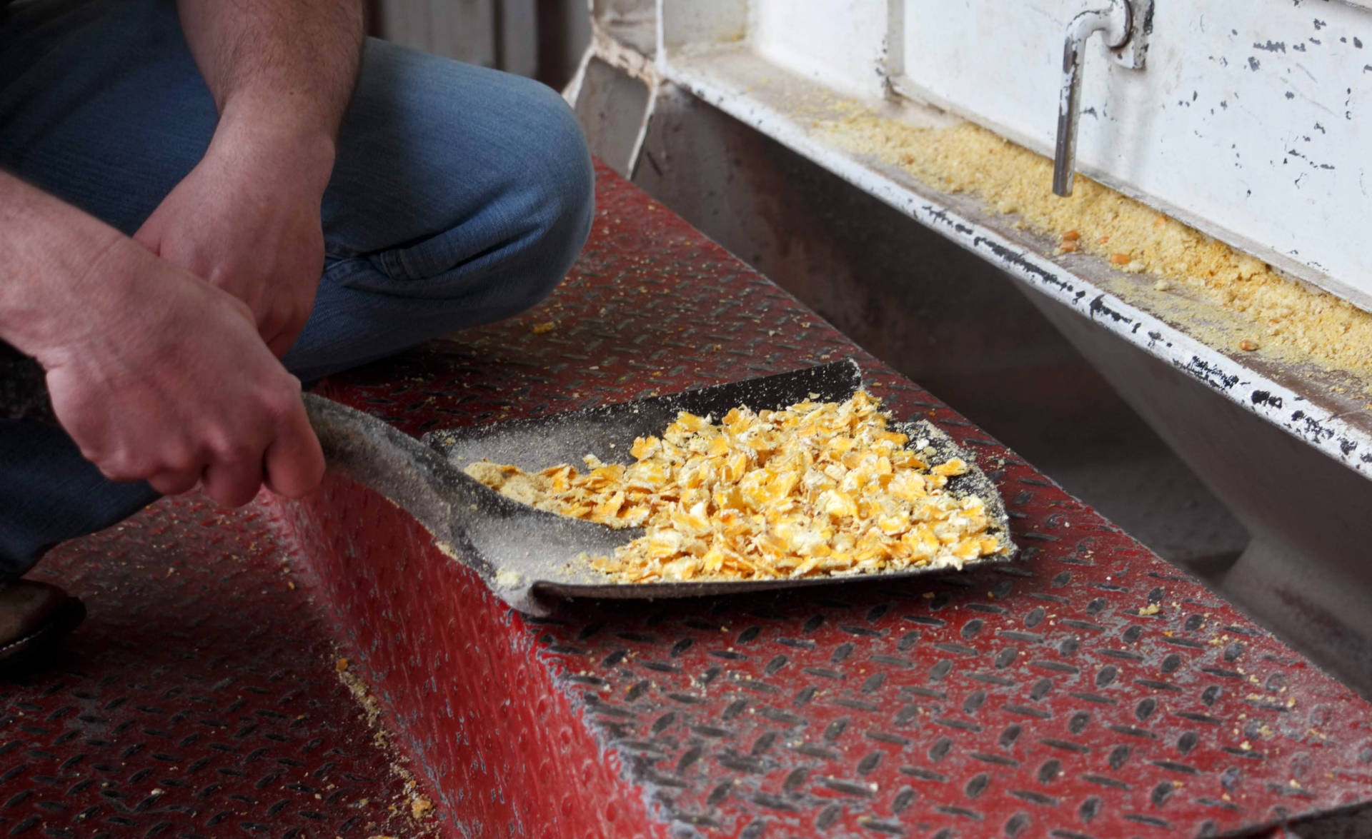 Steamed, flattened corn is fed to cattle to make them gain weight quickly. This diet can also lead to liver abscesses