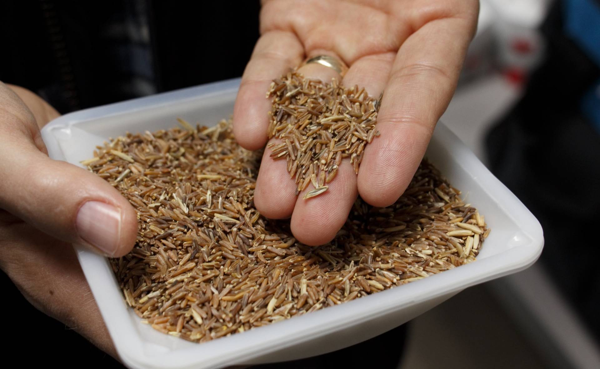 Grain from intermediate wheatgrass, or Kernza. The Land Institute is recruiting farmers to grow larger quantities of the grain for General Mills.