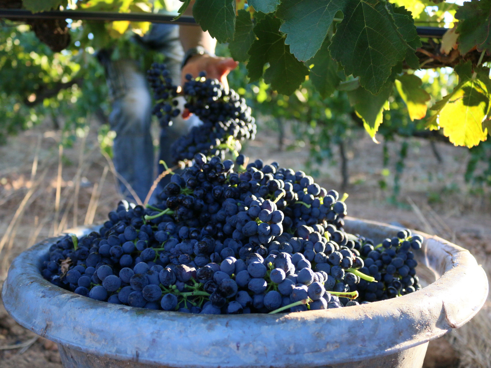 The grapes are all harvested using secateurs. Once a bucket is filled, it's poured into a truck. When the truck reaches capacity, it carries the grapes to the cellar.