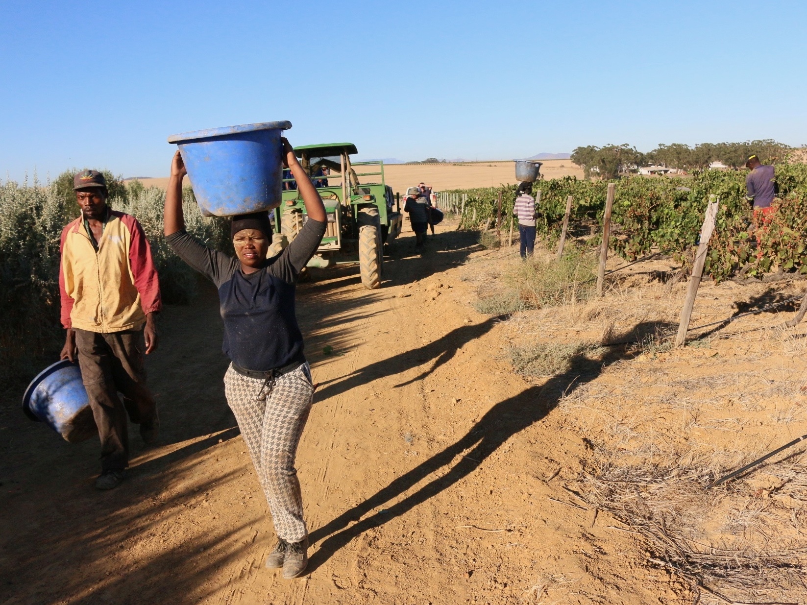 Seasonal workers help with the harvest at the Shiraz vineyard. Most come from South Africa or Zimbabwe.