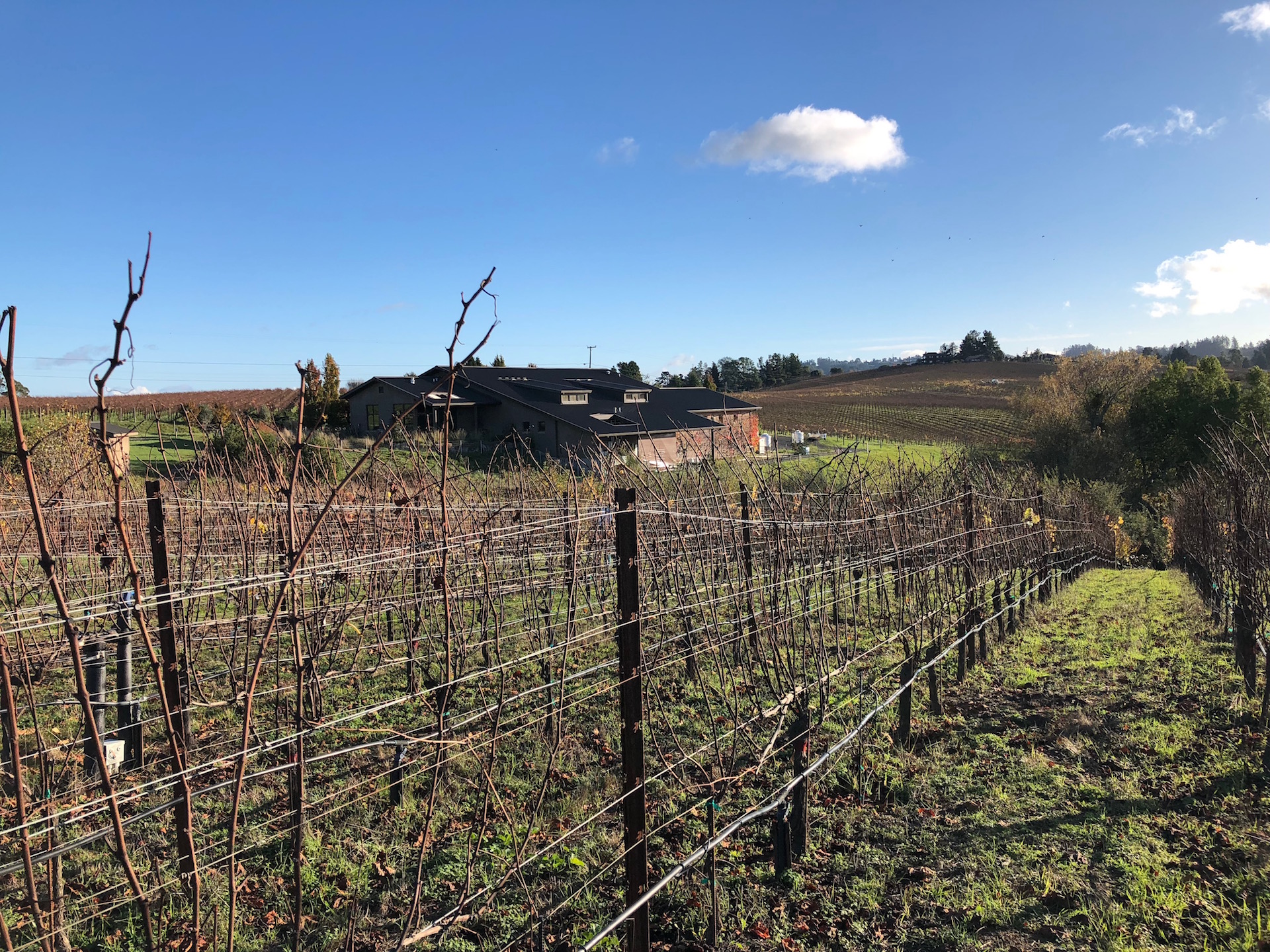 The organic estate vineyards at Littorai Wines in Sebastopol