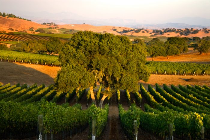 Dry farmed grape vineyards
