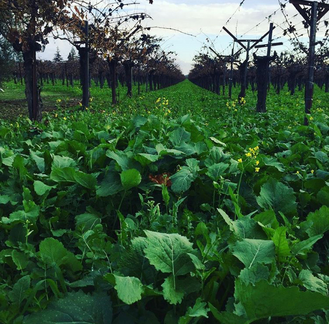 Dry-farmed grapevines with cover crops.