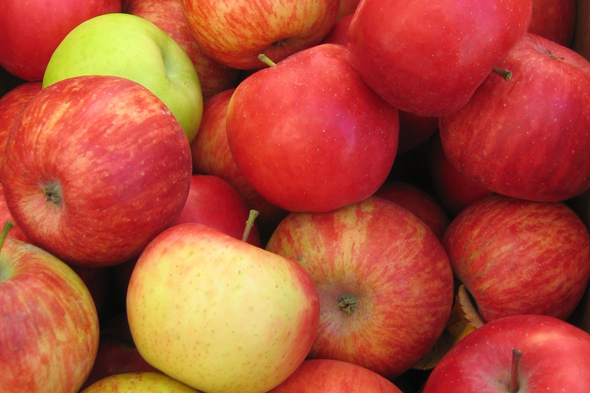 Devoto Orchard's apples