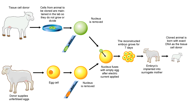 Somatic cell nuclear transfer