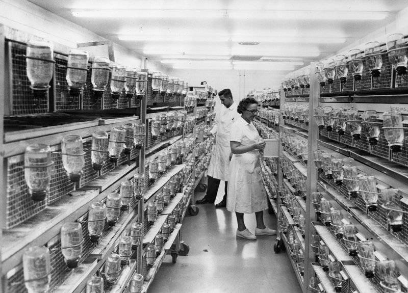 The rat holding facility at Hazelton Laboratories in Washington, D.C., in 1967.
