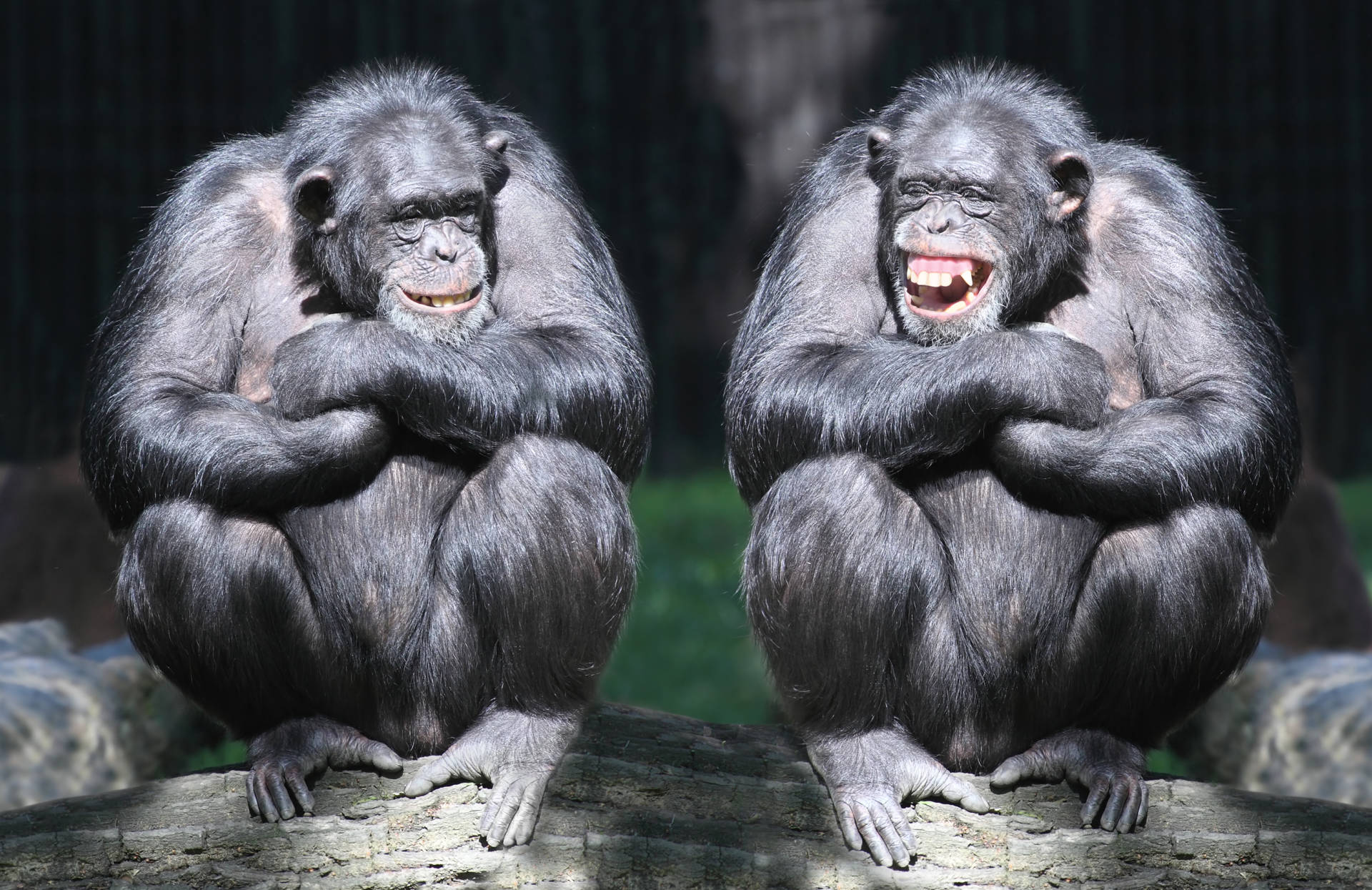 Stock image of two chimpanzees.