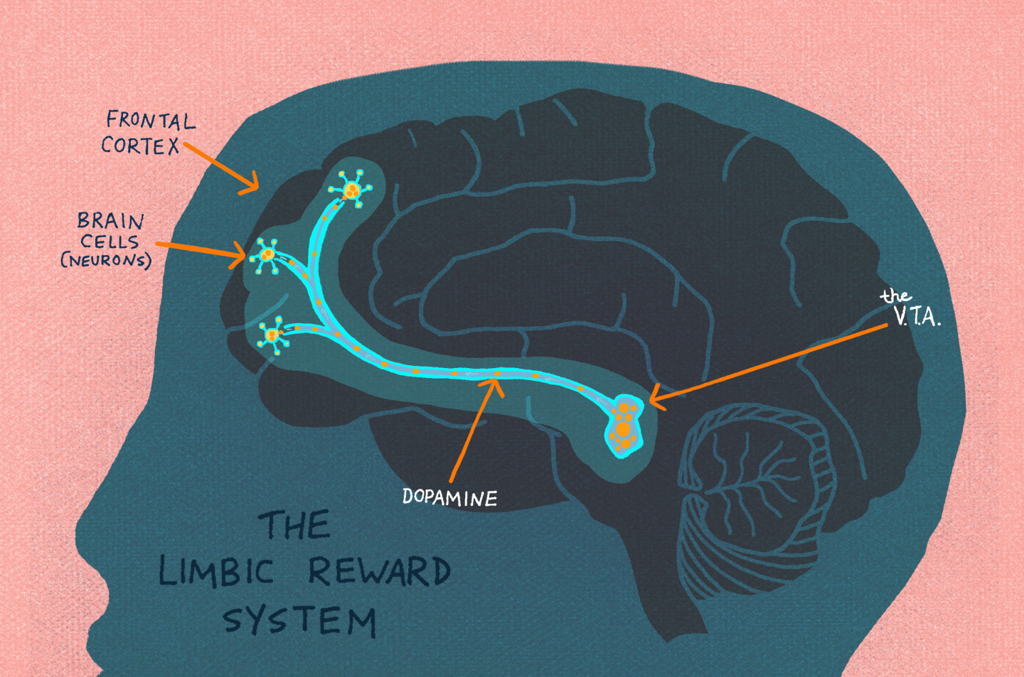 What’s Going on Inside the Brain Of A Curious Child?