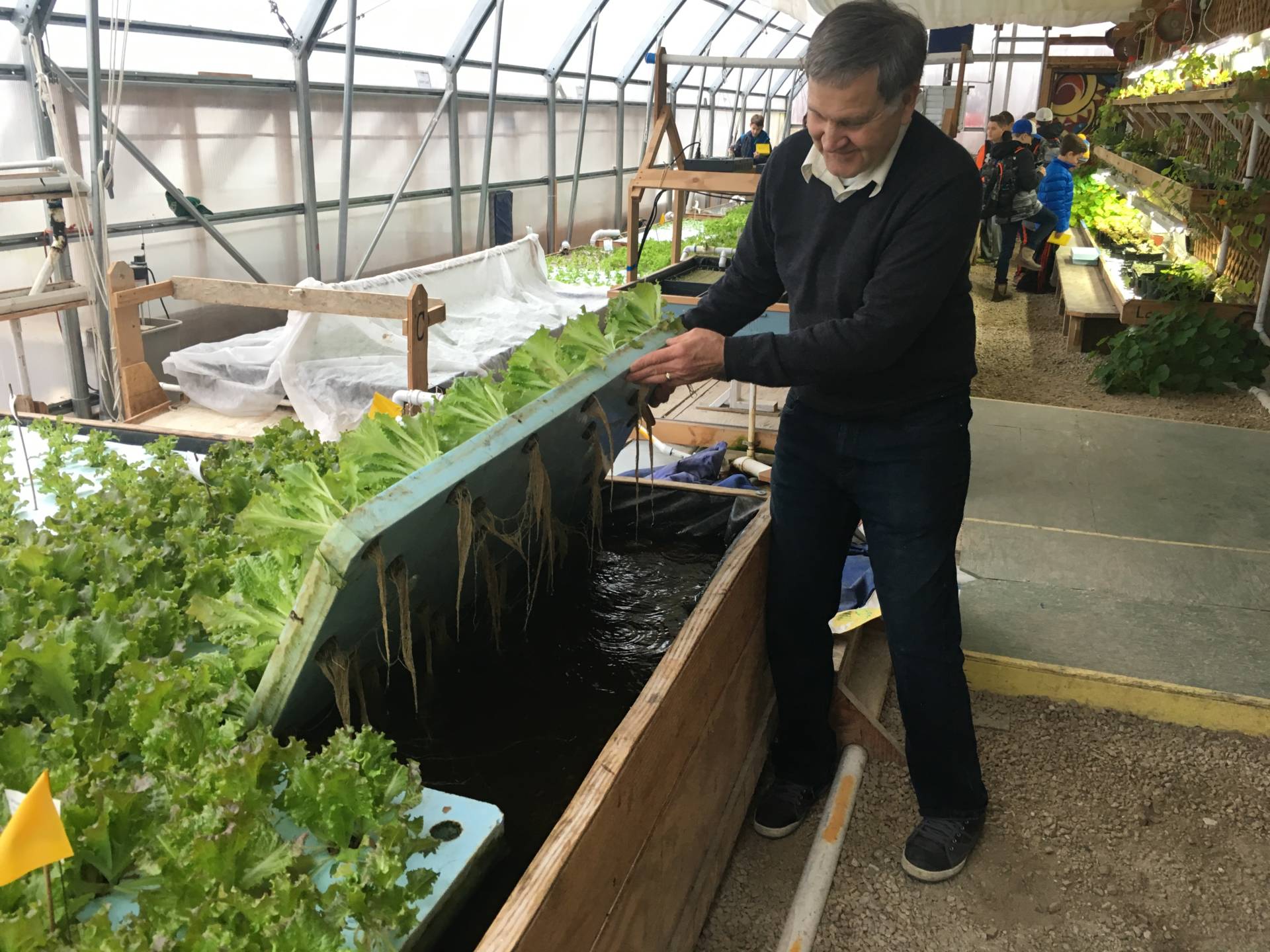 This is Pat Wilborn owner of PortFish, an aquaponics farm in Port Washington, WI. My 6th grade students were there last week for an urban farming/sustainability expedition. The water these plants grown in are a part of a closed loop system that also grows fish. Basically the plants, bacteria in the filters, and fish form a self cleaning system where the waste products of one, become the nutrients for the other. Pat can grow year round using this system using less energy, resources, and space even in the harsh winters in Wisconsin.