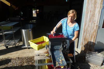 Good Land’s Lindsey McManus puts coffee cherries through the de-pulper. (Lisa Morehouse/KQED)