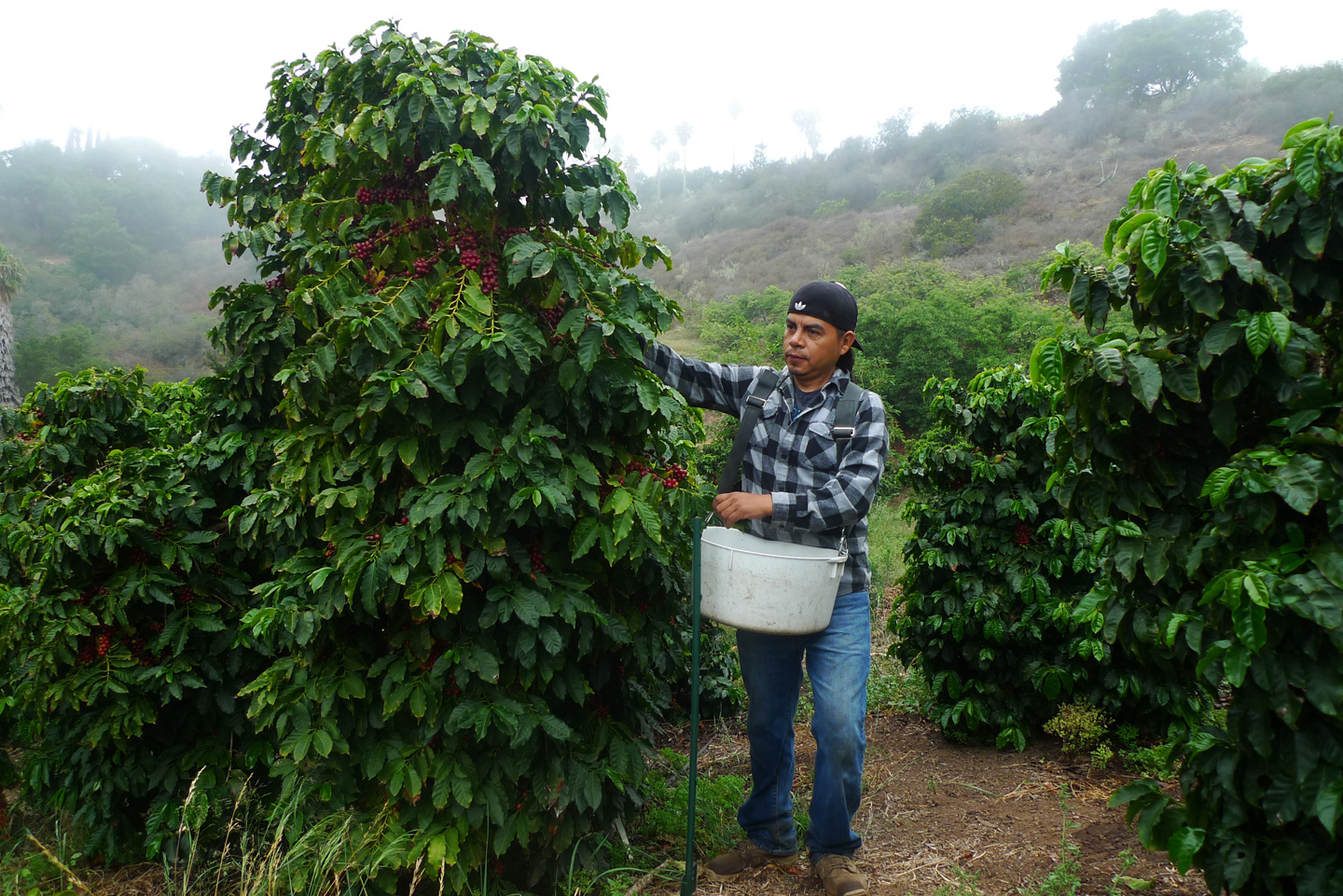 Sammy Venegas leads a crew of workers harvesting coffee at Good Land Organics.  He comes from a long line of Oaxacan coffee growers and harvesters. (Lisa Morehouse/KQED)