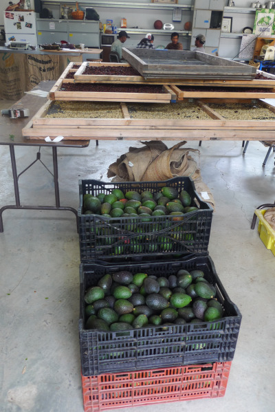 Coffee beans dry for about 2 weeks on trays next to boxes of avocados. Coffee and avocados grow together in parts of Central America, and this pairing might make sense in California, too. (Lisa Morehouse/KQED)