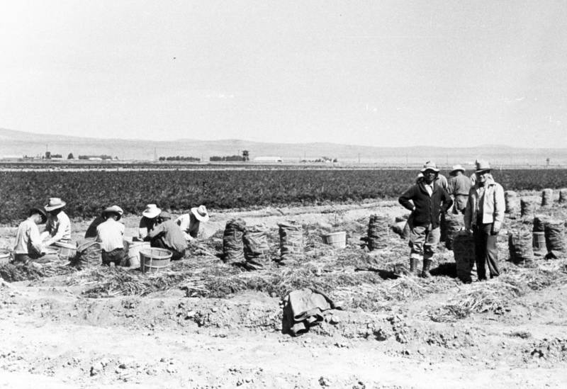 Many of the Japanese-Americans incarcerated at Tule Lake had been farmers before the war. At camp, they were employed as field workers, often for $12 a month. Here, incarcerees work in a carrot field.