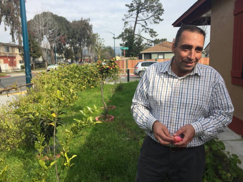 Mohammad Aref Rawoas shows off his garden in East Oakland. He stands among young figs, lemons, grapes, peas, and loquats. The small side yard pales in comparison to the nearly ten-acre farm the family had in Syria.