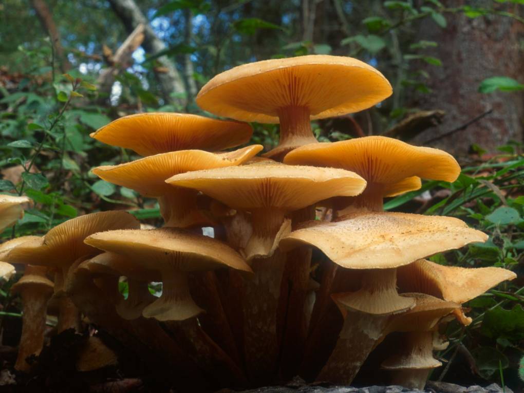 Armillaria mellea, also known as the Honey Mushroom.