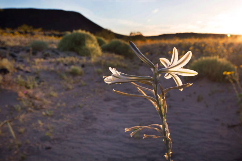 A desert lilly blooms as the sun sets at the Amboy Crater National Natural Landmark south of the Mojave National Preserve.