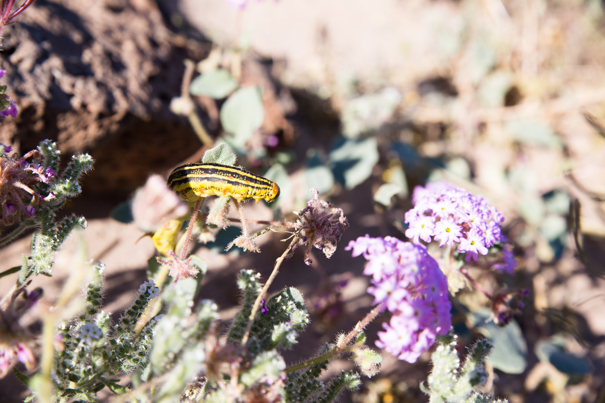 Desert Creatures Thriving on Wildflower 'Superbloom'