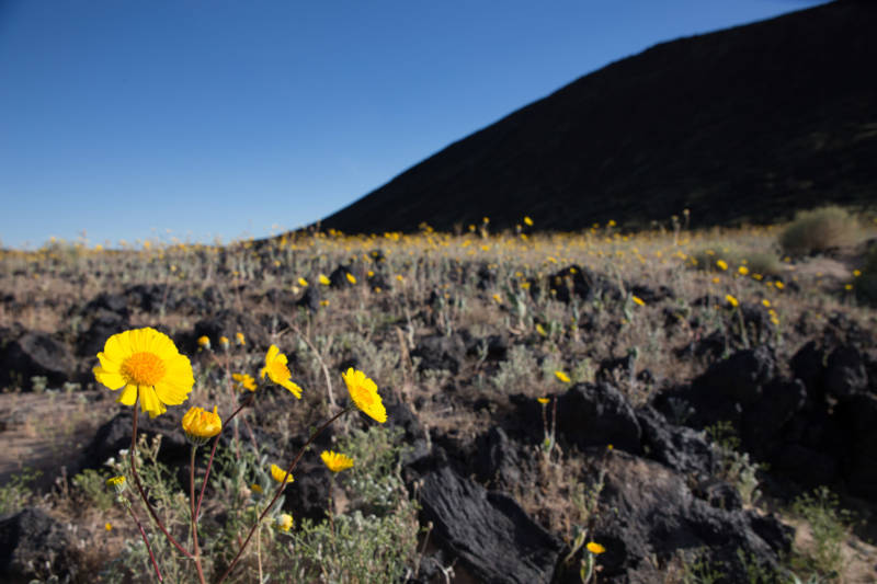 A desert gold flower blooms at the base of Amboy Crater National Natural Preserve, which recently became part of the newly established Mojave Trails National Monument.