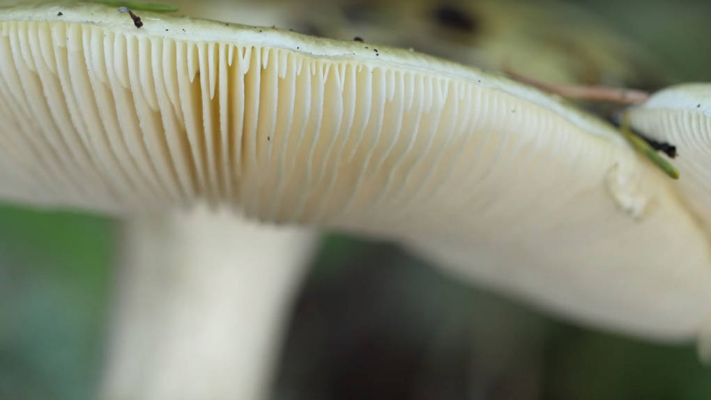 Death cap mushrooms have gills from which they launch spores in order to reproduce. 
