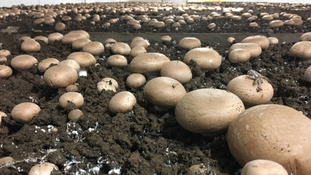 The entire crop at Monterey Mushrooms is the button mushroom. 