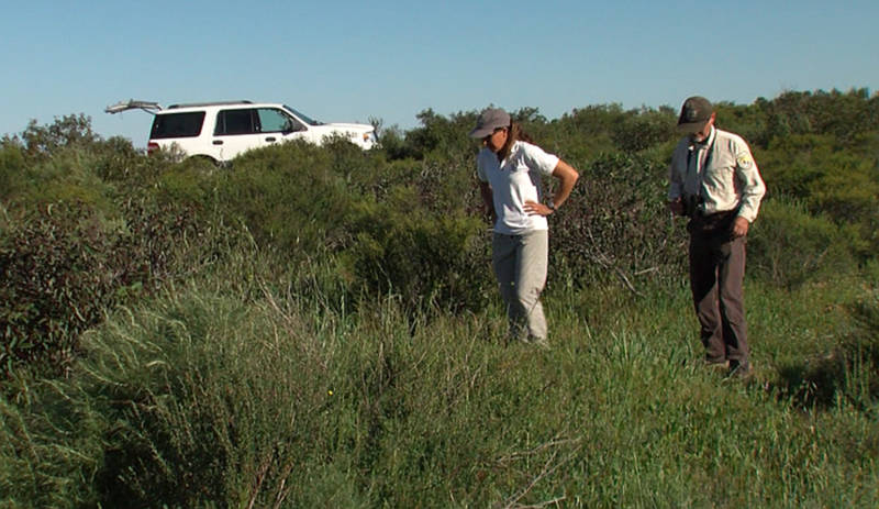 Biologists Susan Wynn and John Martin inspect coastal sage scrub on the San Diego National Wildlife Refuge to find a rare wild butterfly, March 14, 2017.