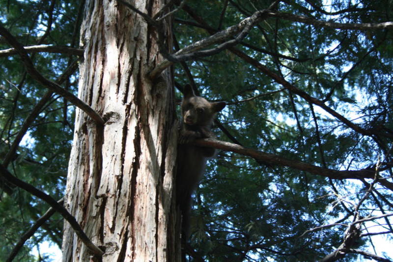 A bear cub in Yosemite National Park.