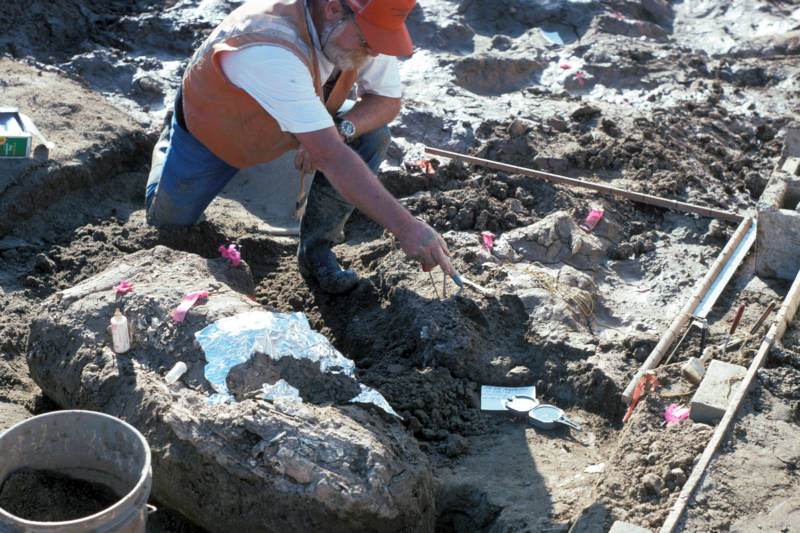 Don Swanson, a paleontologist with the San Diego Natural History Museum, points at a rock fragment near a large horizontal mastodon tusk fragment.