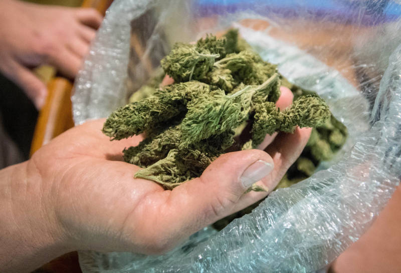 A marijuana grower displays cannabis grown at one of his properties.