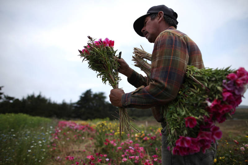 A fieldworker harvests flowers at a farm near Moss Beach.