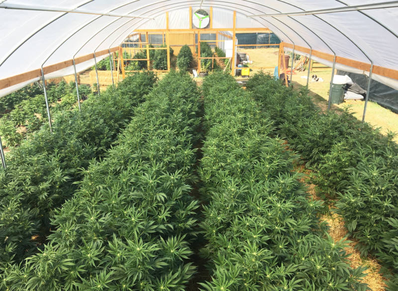 A marijuana greenhouse at one of the relatively few registered Humboldt County pot farms.