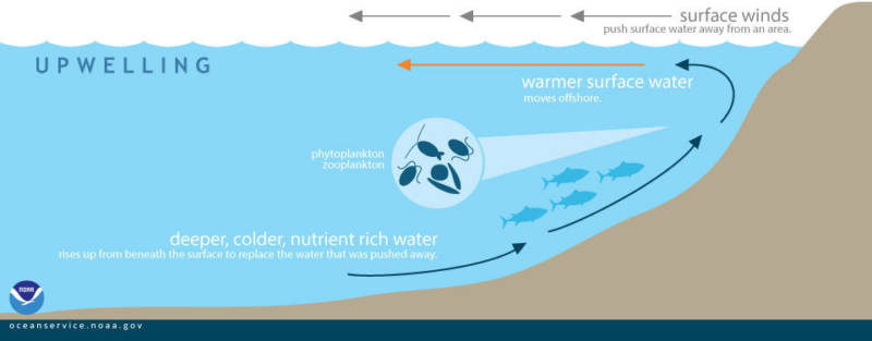 During upwelling, wind-displaced surface waters are replaced by cold, nutrient-rich water that "wells up" from below.