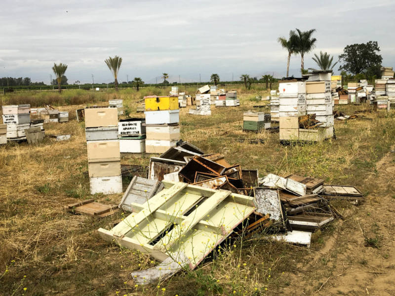 Earlier this year, California authorities uncovered this 'beehive chop-shop' in a field in Fresno County. A single bee is worth a fraction of a cent, but there can be as many as 65,000 bees in each hive.