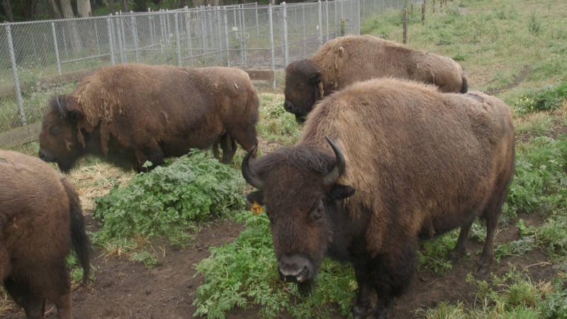 The bison at Golden Gate Park.