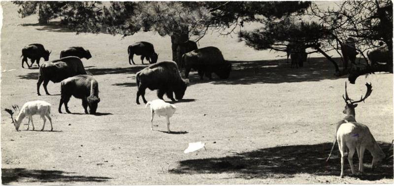 Bison and white deer grazing in Golden Gate Park in 1944.