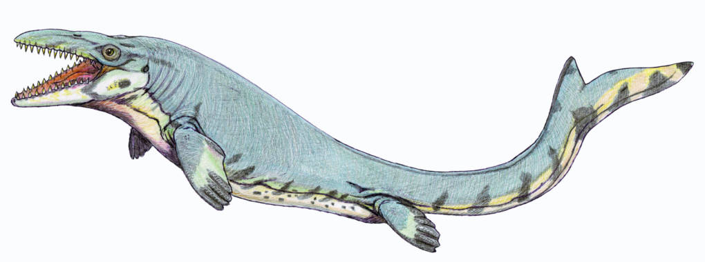 Mosasaur fossils have been found just a few miles from Sierra College.