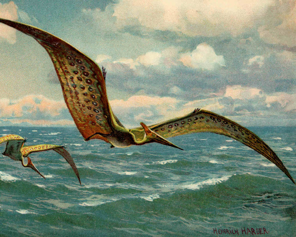 The huge wings of the pterosaurs would have given the flying reptile a large range. Scientific note: This illustration depicts an incorrect wing attachment.