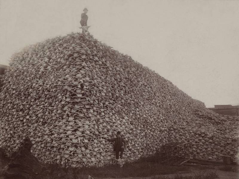 Piles of bison skulls that would be ground up for fertilizer.