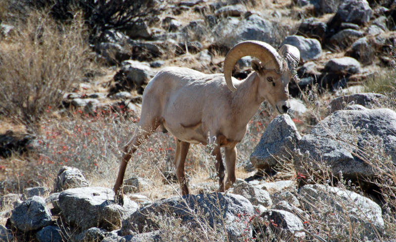 A desert bighorn sheep in Anza-Borrego Desert State Park.