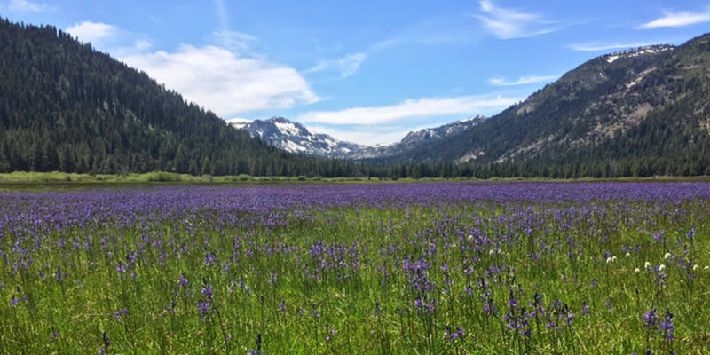 Wildflowers bloom in the Lower Carpenter Valley.