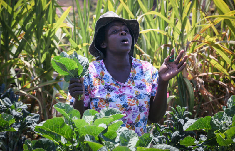 In the community garden down the street from the International Rescue Committee, Idzai Mubaiwa, originally from Zimbabwe, harvests collard greens, batching them for sale the following day at a street market. 