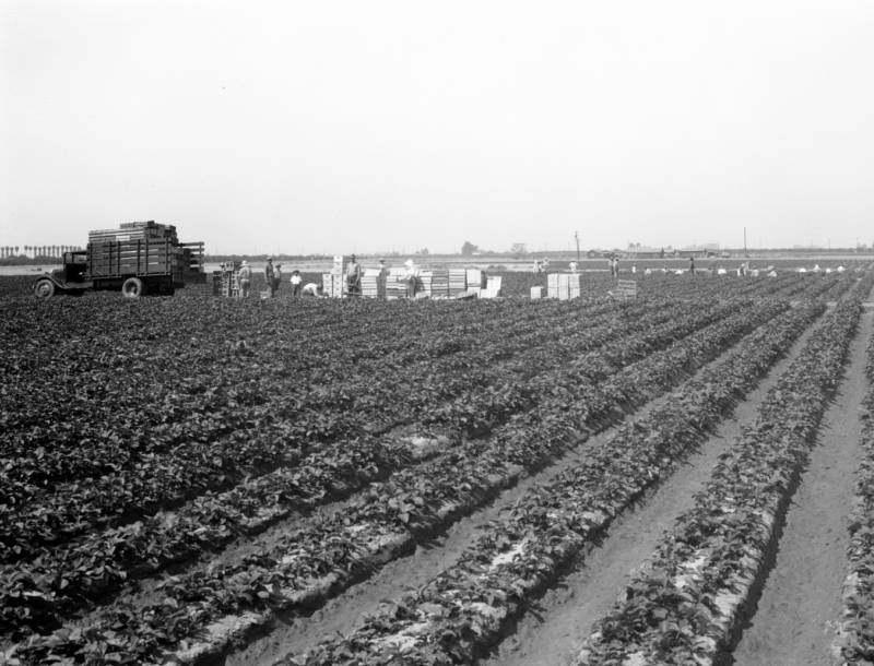 Farm field in Orange County, 1930s.