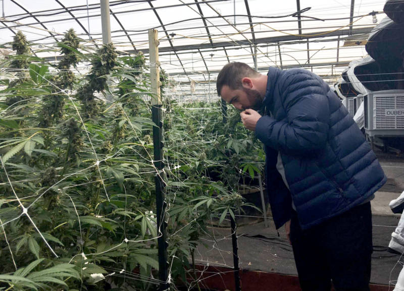 CannaCraft CEO Ned Fussell examines one of the plants in a surviving greenhouse.