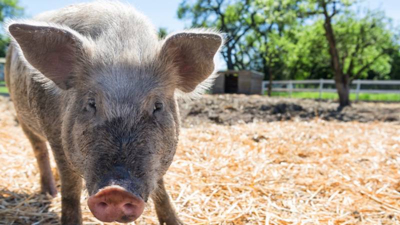 Punky and her buddy Gertrude have found refuge from the North Bay Fires in Half Moon Bay at Sweet Ranch, a non-profit farm animal sanctuary.