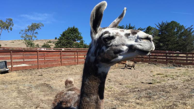 Paco the llama is almost 10 years old and good friends with the steers and horse at Sweet Farm. The reasons why animals end up at a sanctuary are as varied as the animals themselves. Paco came from a horse farm where he was getting attacked by neighborhood dogs.