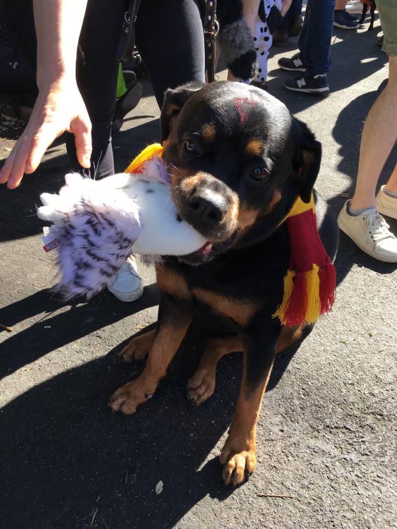 Holly McHugh dressed her dog PJ up as Harry Potter.