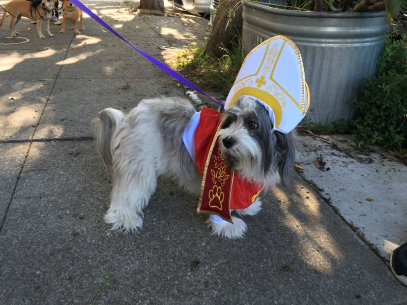 This papal puppy was one of more than 80 that participated in the Pet Parade and costume contest.