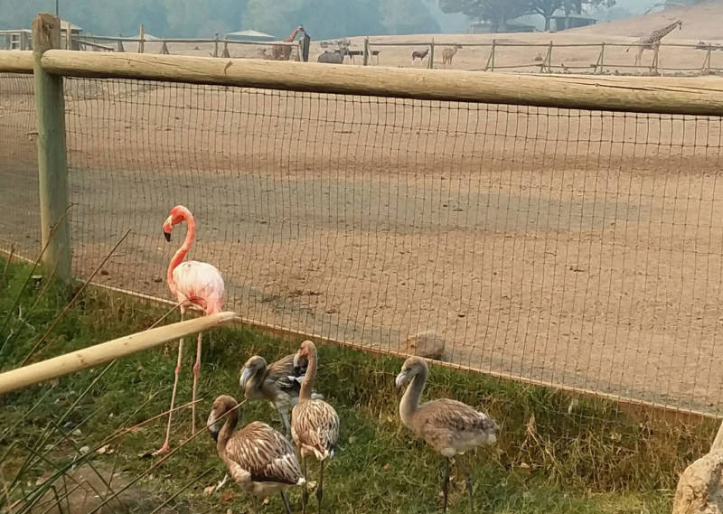 Flamingos stand in the foreground as giraffes roam in the smoky distance at Safari West. The park houses a huge range of animals, from a wide variety of bird species to cheetah, antelope, buffalo and primates.
