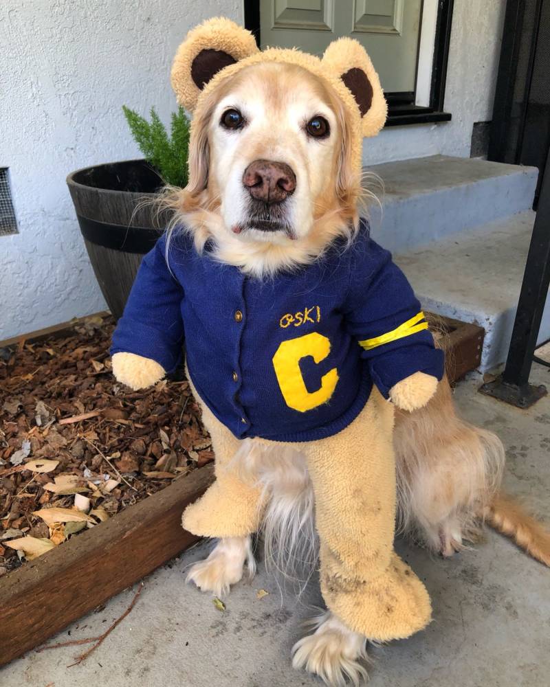 Tam Ma dressed her dog Fred up in honor of the Big Game against Stanford.