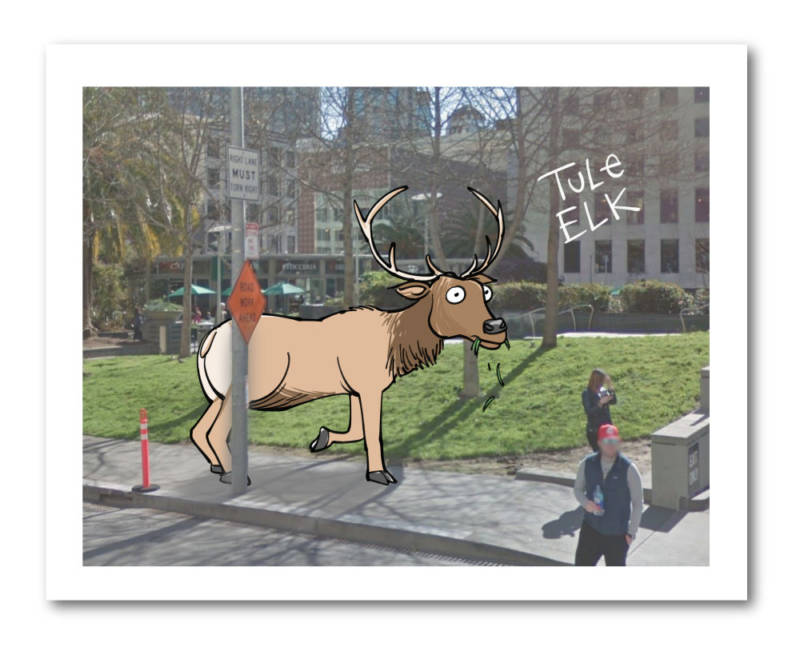 Tule Elk by Mark Fiore